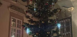 Strom na nádvoří radnice