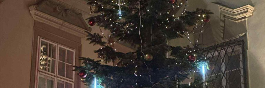 Strom na nádvoří radnice